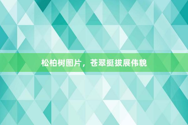 松柏树图片，苍翠挺拔展伟貌