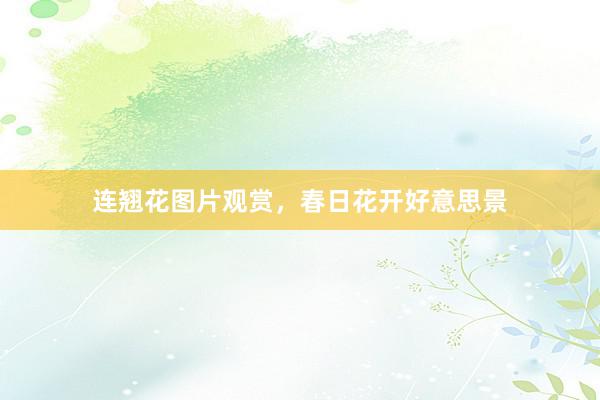 连翘花图片观赏，春日花开好意思景